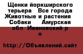 Щенки йоркширского терьера - Все города Животные и растения » Собаки   . Амурская обл.,Ивановский р-н